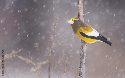 An evening grosbeak in winter