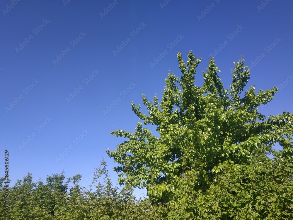 landscape photo. green tree on the background of the blue sky landscape photo. green tree on the background of the blue sky