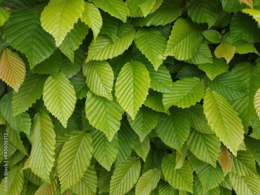texture of green leaves. Photo of green bushes texture of green leaves. Photo of green bushes