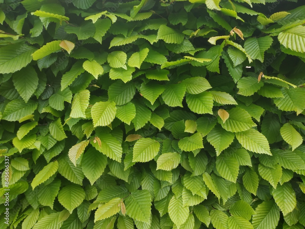 texture of green leaves. Photo of green bushes texture of green leaves. Photo of green bushes