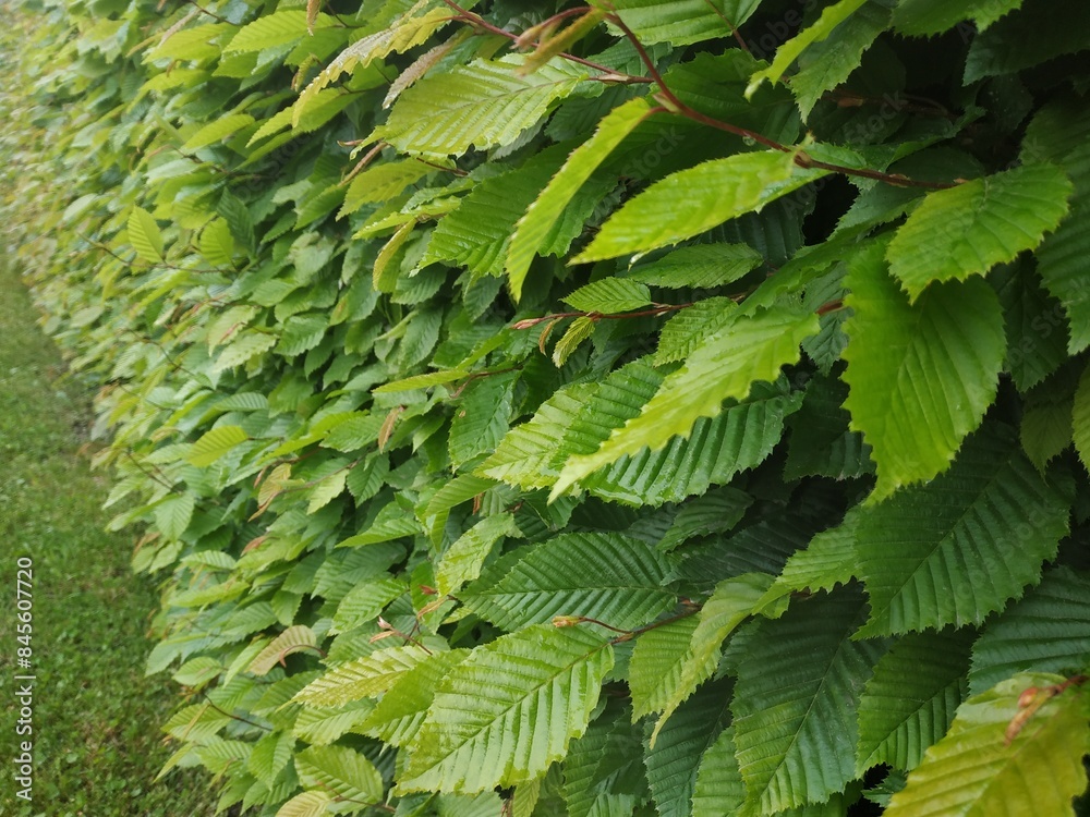 Fototapeta premium photo texture of green leaf background