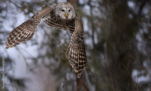 A barred owl shown in flight