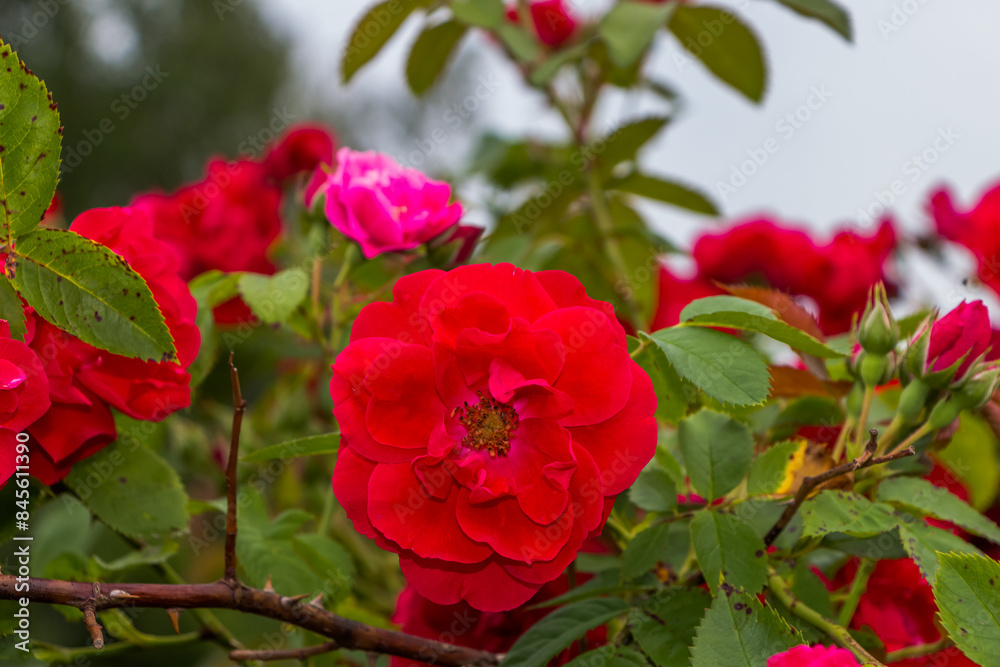 bush of bright red roses close-up after the rain, natural plant background bush of bright red roses close-up after the rain, natural plant background