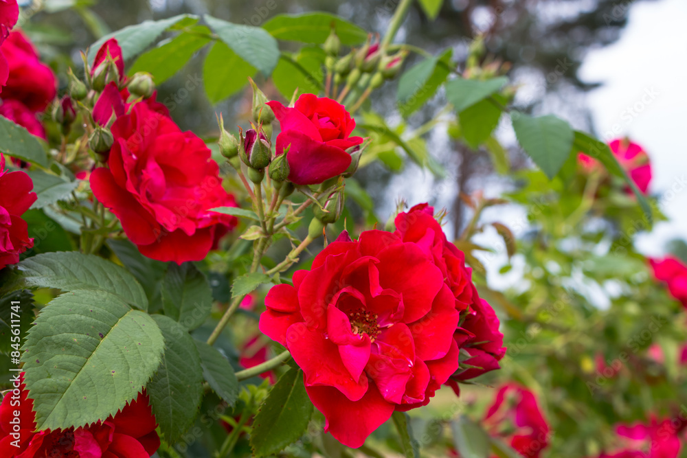bush of bright red roses close-up after the rain, natural plant background bush of bright red roses close-up after the rain, natural plant background