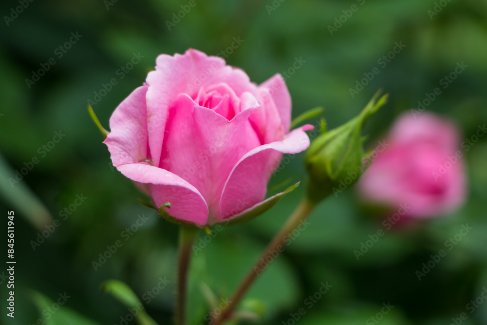 pink rose flower close up, natural plant background pink rose flower close up, natural plant background