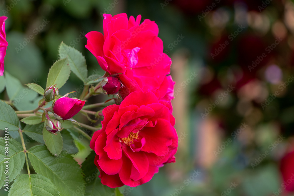 bush of bright red roses close-up after the rain, natural plant background bush of bright red roses close-up after the rain, natural plant background