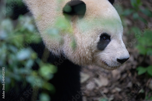 Giant Panda