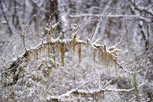 Lichens in frost