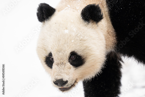 Wild Giant Panda