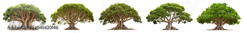 Banyan tree png cut out element set