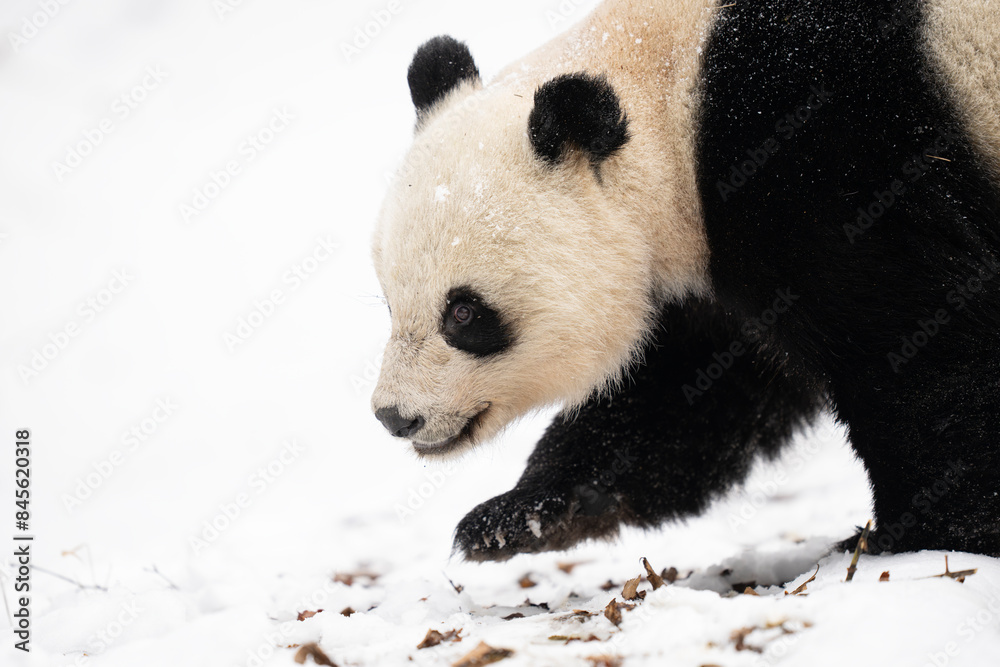 Wild Giant Panda