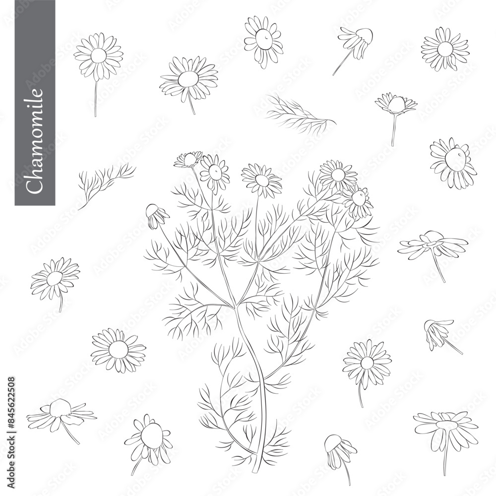 Fototapeta premium Chamomile Outline Hand drawn Vector Illustration on white backgroung