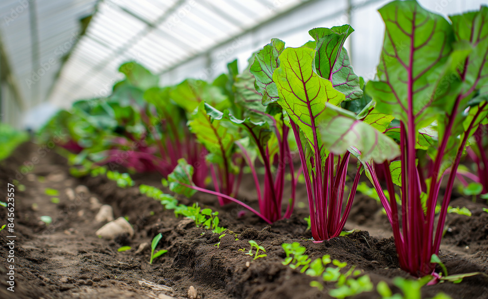 Rows of beet plants growing in a greenhouse, showcasing vibrant, healthy foliage. Rows of beet plants growing in a greenhouse, showcasing vibrant, healthy foliage.
