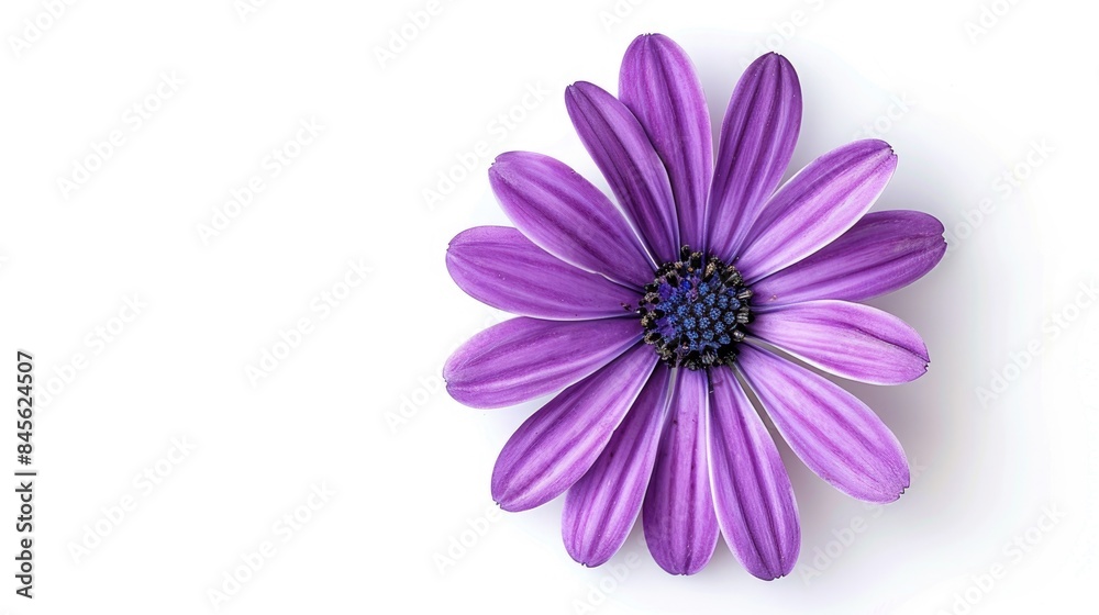 Purple flower isolated on a white background is beautiful Purple flower isolated on a white background is beautiful