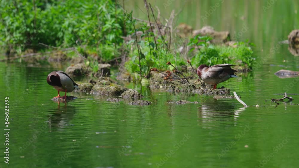 Ducks sleep, clean their feathers, eat algae. Ducks are beautifully reflected in water. A family of ducks, geese swims in a water channel, river, lake. Ducks sleep, clean their feathers, eat algae. Ducks are beautifully reflected in water. A family of ducks, geese swims in a water channel, river, lake.