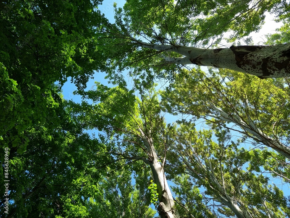 Fototapeta premium Tall poplars against the blue sky 