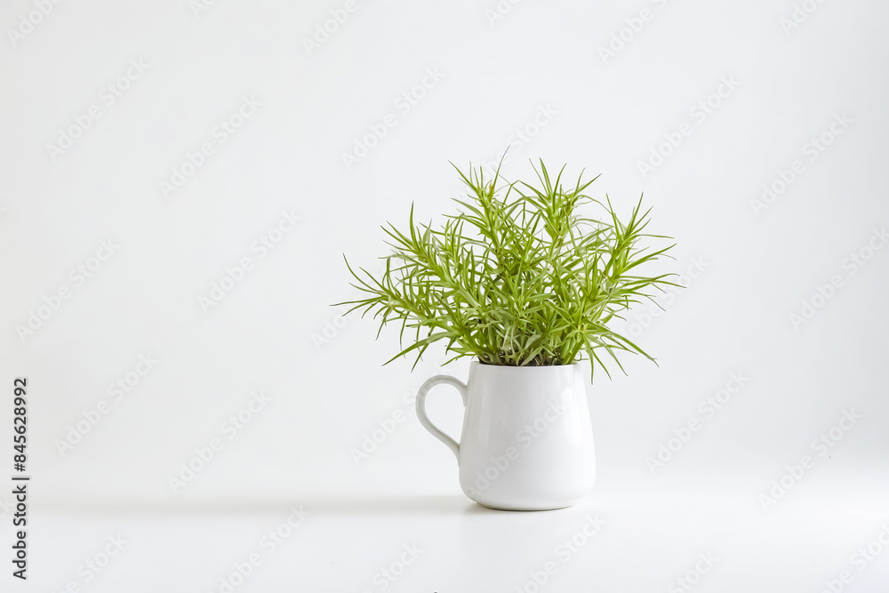Green Plant in a White Cup on White Background Green Plant in a White Cup on White Background