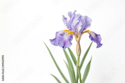 Single Purple Iris Flower with White Background © Rysak