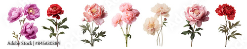 Flower peony png element set on transparent background