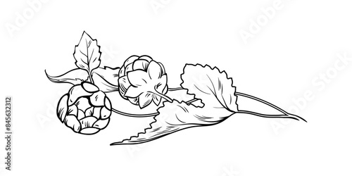 Hand drawn beer hop plant. Beer production hops outline vector illustration