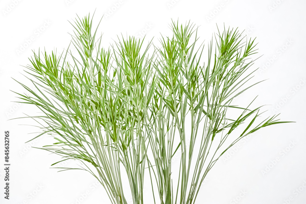 Fototapeta premium Lush Green Grass Blades Isolated on White Background
