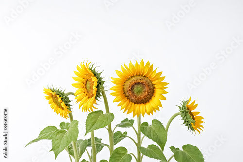 Vibrant Sunflowers on White Background