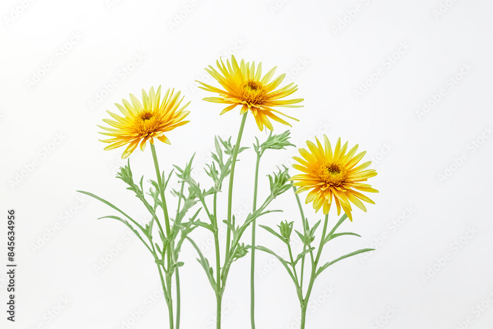 Obraz premium Three Yellow Flowers on White Background
