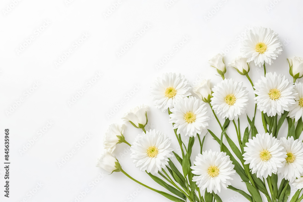 Fototapeta premium White Daisies on White Background
