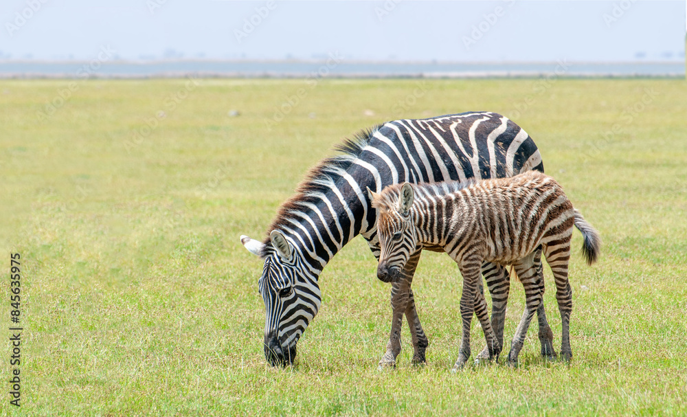 Naklejka premium Wild zebra foal