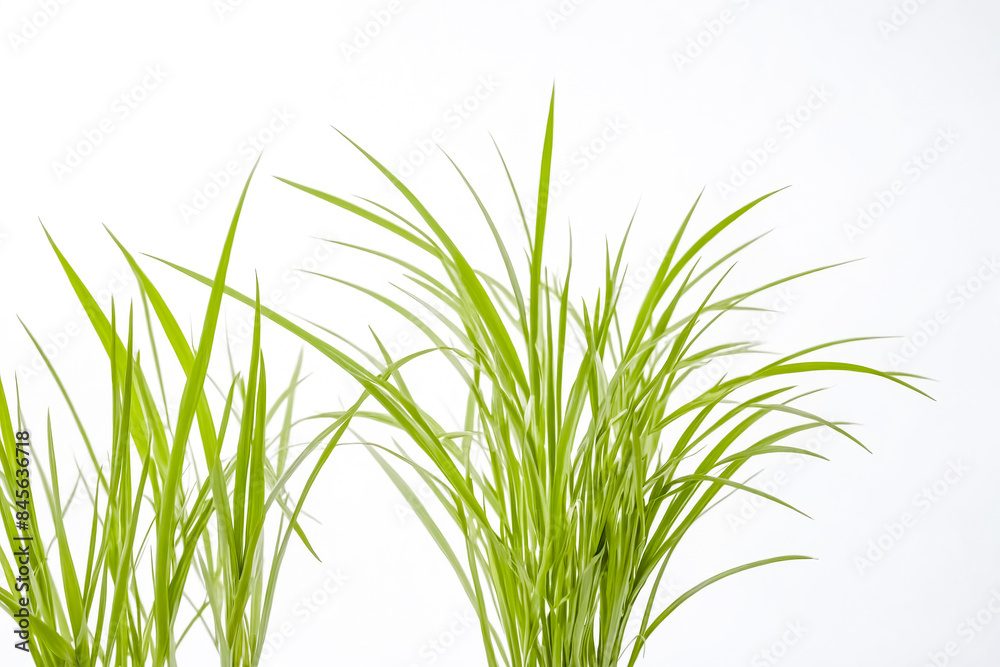 Lush Green Grass Blades Against White Background Lush Green Grass Blades Against White Background