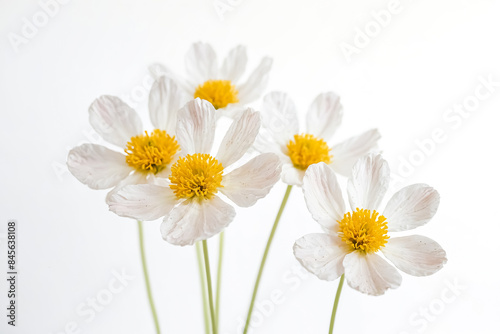 Delicate White Flowers with Yellow Centers © Rysak