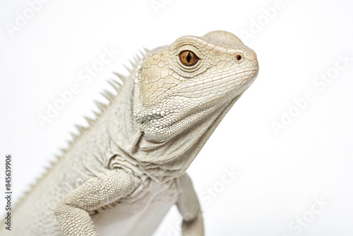 Close-up of a White Lizard with a Curious Expression