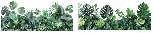 Transparent, cut out, or clipping path. Tropical plant bush leaves (Monstera, palm, rubber plant, pine, bird's nest fern)..