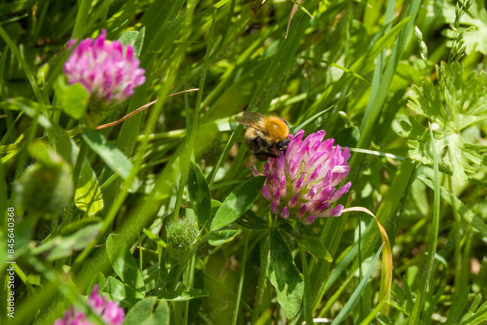 common carder been collecting pollen from pink clover flower trifolium pratense common carder been collecting pollen from pink clover flower trifolium pratense