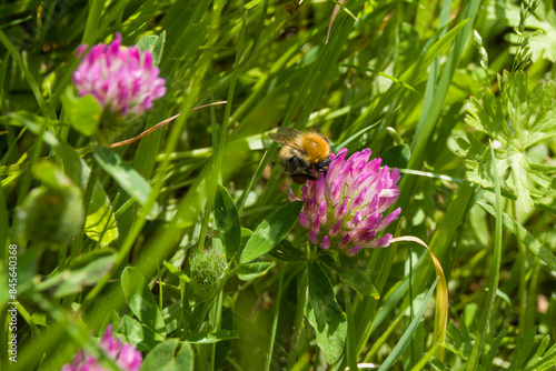common carder been collecting pollen from pink clover flower trifolium pratense
