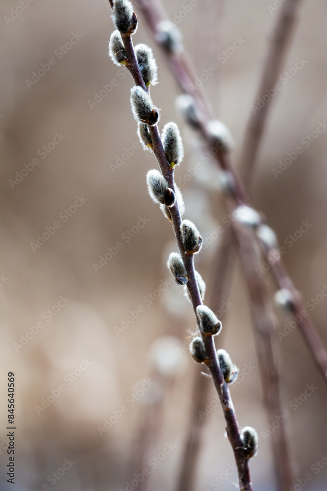 Stalks of pussy willows with their soft blooms in early spring. Stalks of pussy willows with their soft blooms in early spring.