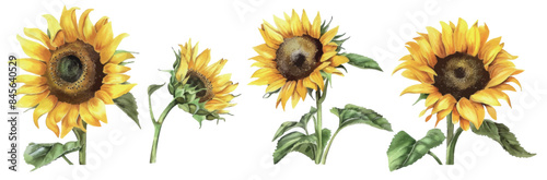 Set of sunflowers, from dwarf to giant varieties, showing their sunny and upbeat faces, isolated on transparent background