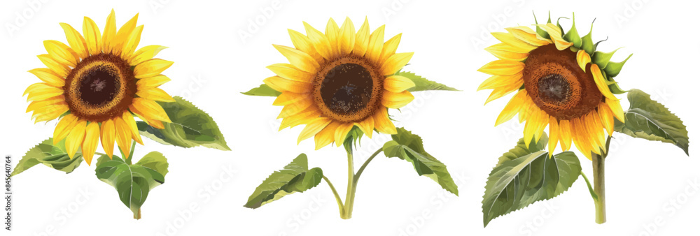 The faces of sunflowers, from dwarf to giant varieties, are depicted on a transparent background, showing their sunny and optimistic nature. The faces of sunflowers, from dwarf to giant varieties, are depicted on a transparent background, showing their sunny and optimistic nature.