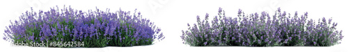 This photo shows a lavender bush at full bloom, with its purple flowers contrasting with its silver-green foliage, isolated on a transparent background