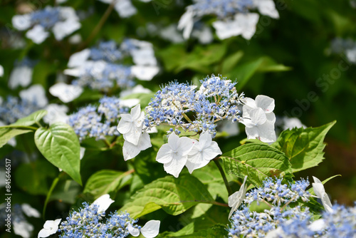 ヤマアジサイ「小甘茶」Hydrangea serrata 