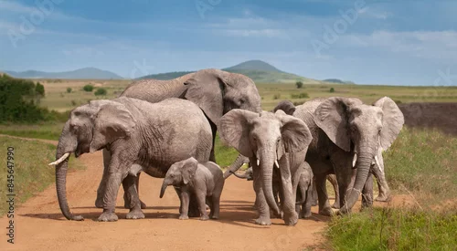 Fototapeta Elephant family