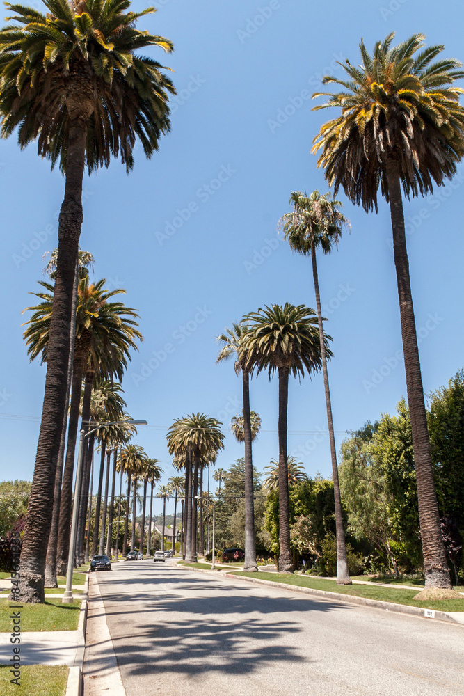 Fototapeta premium Beverly Hills Street Lined With Palm Trees