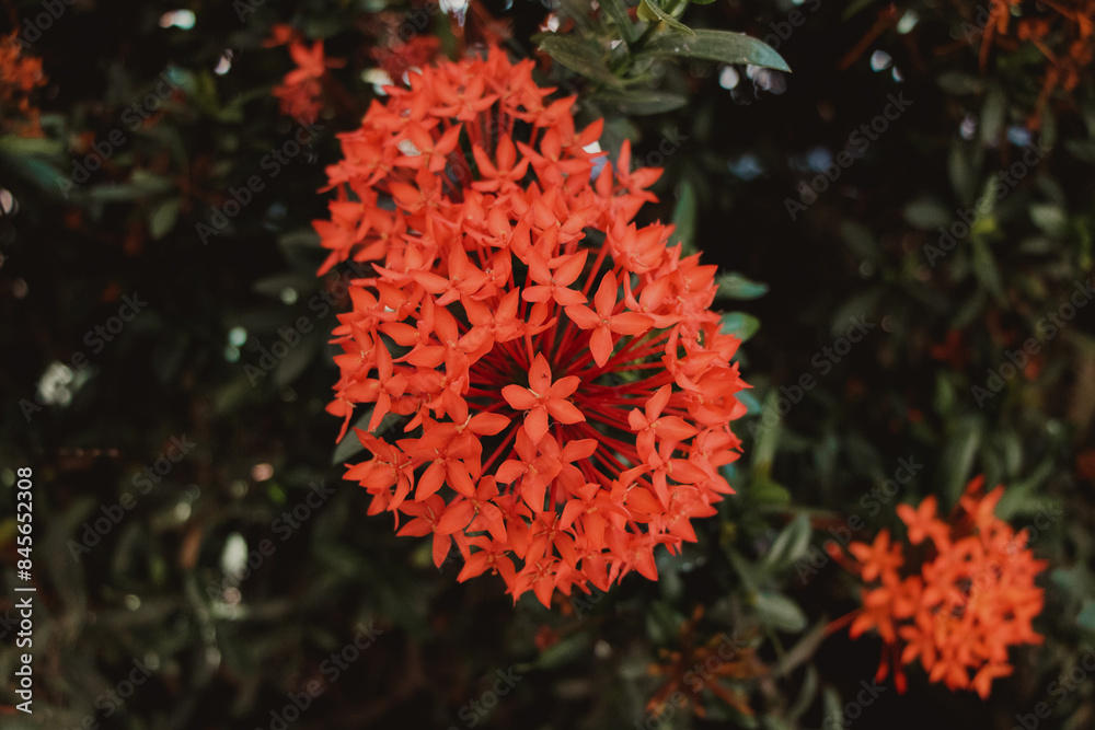 chinese ixora flower head closeup chinese ixora flower head closeup