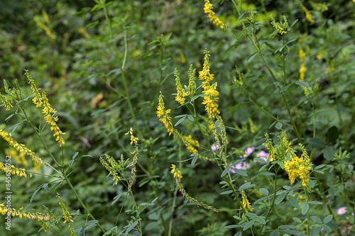Melilot yellow, ribbed melilot (Melilotus officinalis) blooms in the wild in summer
