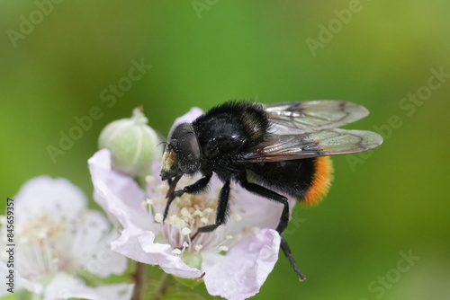 Closeup on a colorful European bumblebee-mimicking plumehorn, hoverfly, Volucella bombylans photo