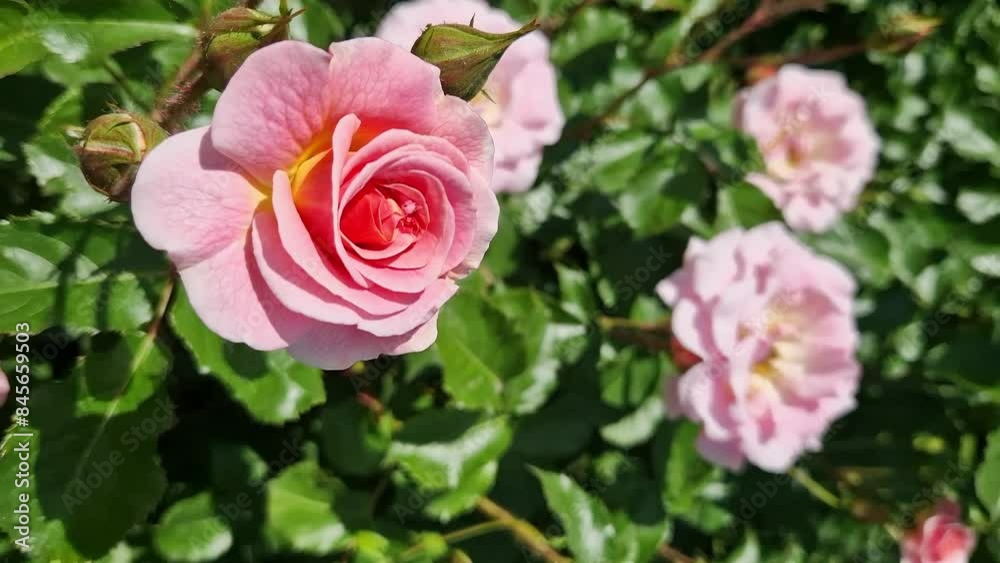 Blooming pink rose, flowers close-up. Flowers in a park or garden. Gardening. Growing roses. Beautiful pink flowers, natural background. Roses in full bloom Blooming pink rose, flowers close-up. Flowers in a park or garden. Gardening. Growing roses. Beautiful pink flowers, natural background. Roses in full bloom