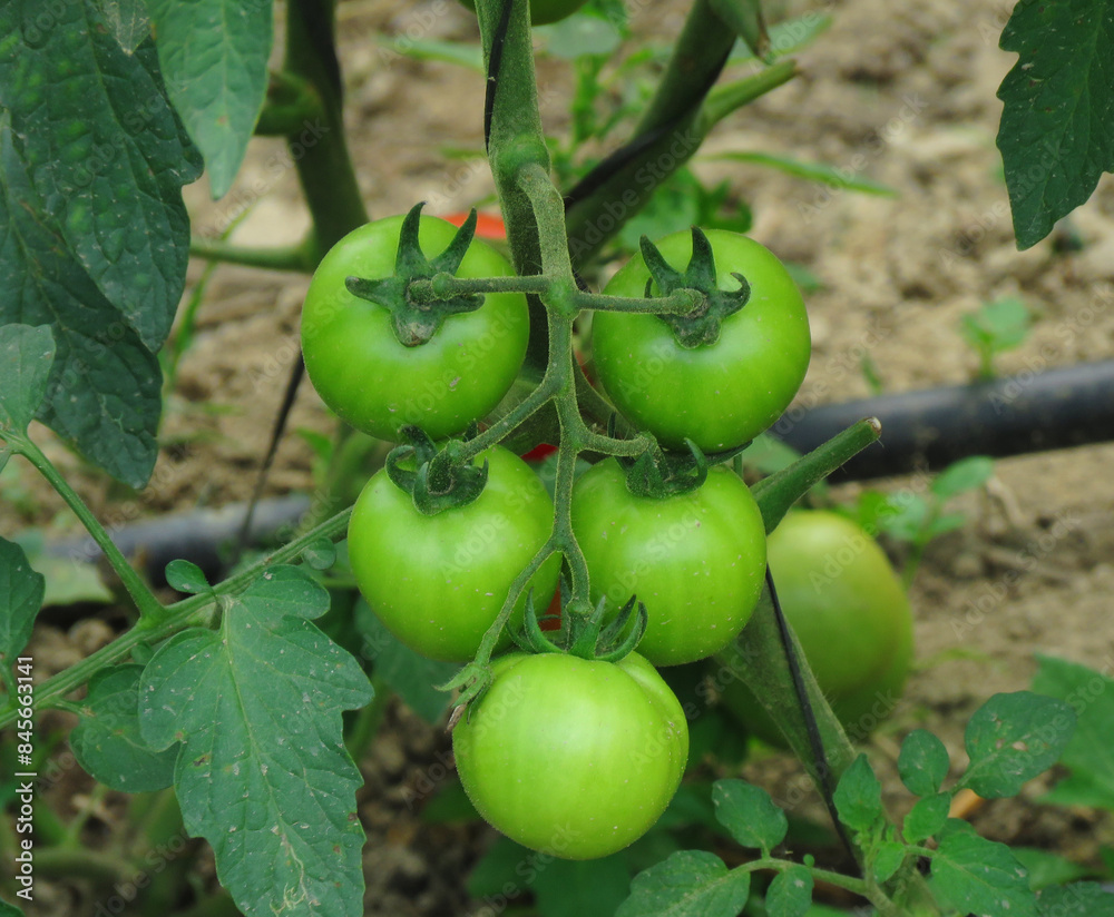 Fototapeta premium Fresh green tomatoes, green tomatoes on the vine. Organic tomatoes.