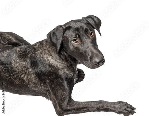 adorable mixed breed puppy lying on transparent background. Cuttable