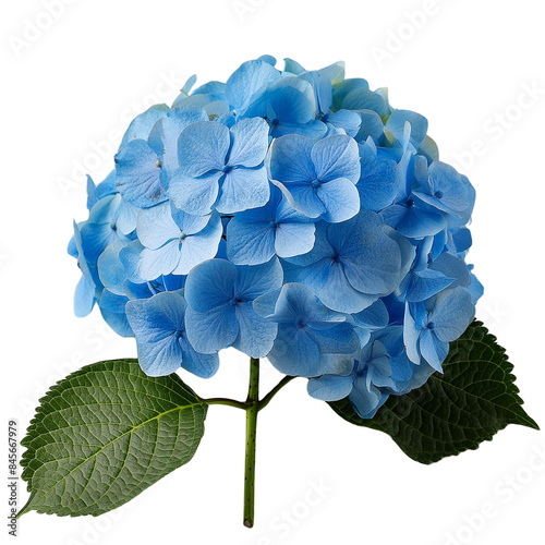 Wallpaper Mural a single blue hydrangea flower in full bloom. The flower is positioned on a green stem and is set against a black background. Torontodigital.ca