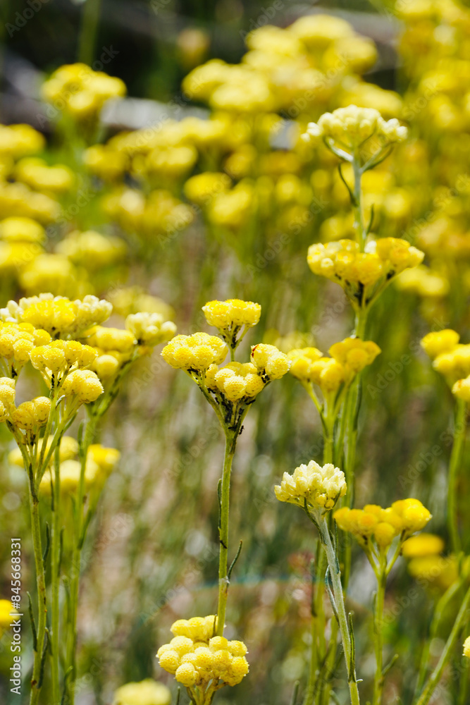 Fototapeta premium Close-up fresh yellow flowers grow wild in the meadow. Helichrysum stoechas.
